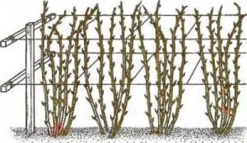Осенняя посадка ремонтантной малины. Особенности ремонтантных сортов малины 22 Осенняя посадка ремонтантной малины. Особенности ремонтантных сортов малины 22
