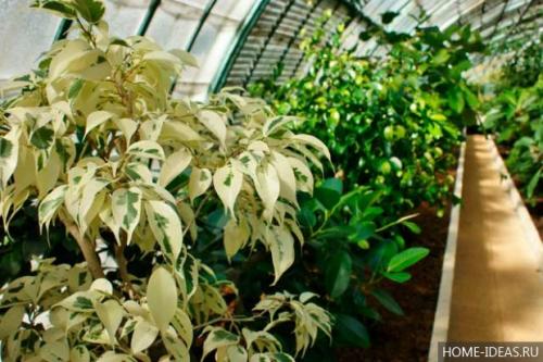 Паспорт комнатного растения фикус. Паспорт комнатных растений в детском саду 29