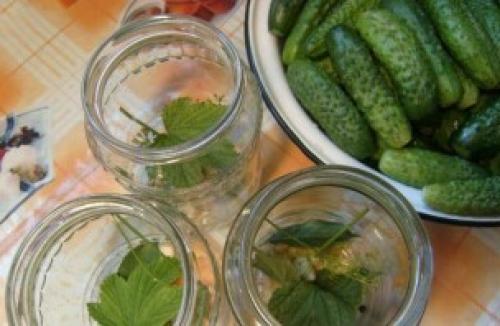 Рецепт маринада для корнишонов. Закатка корнишонов