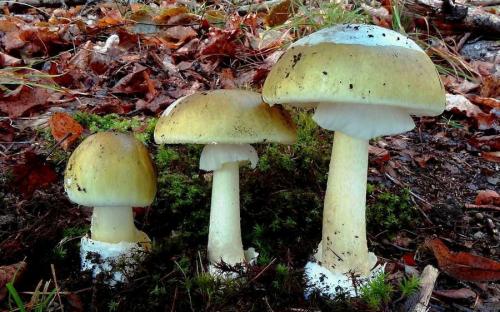 Луговые ядовитые грибы. Рейтинг ядовитых грибов России. Грибникам на заметку 06