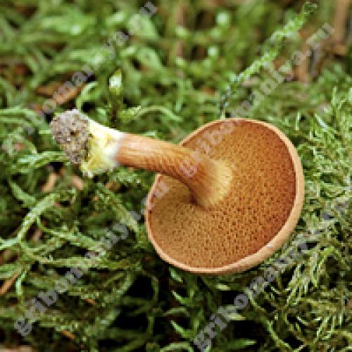 Грибы похожие на Моховики. Грибы Моховики 09