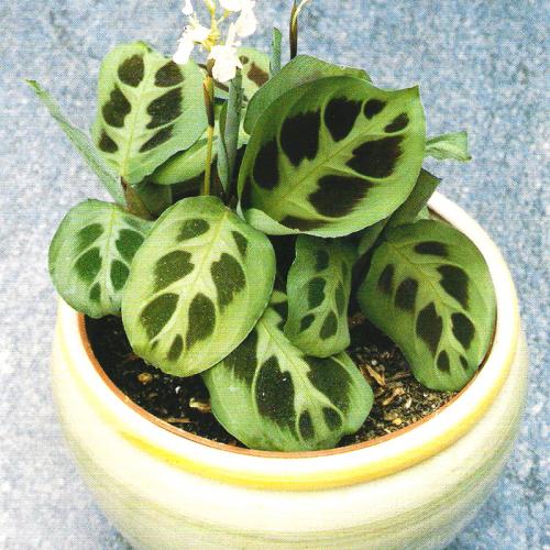 Маранта цветок ядовитый. Виды маранты