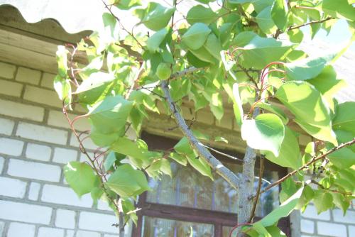 Ранние сорта абрикоса для беларуси. Белорусские абрикосы, какие они?