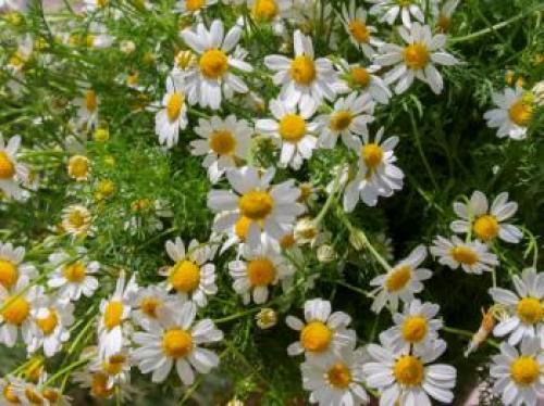 Урц трава на русском. Топ-5 самых полезных армянских трав