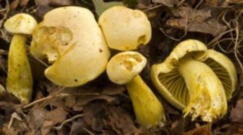 Зеленушка гриб. Описание гриба зеленушки, польза и вред, как употреблять в пищу