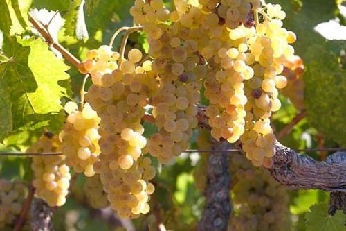 Сорта винограда для вина. ТОП-10 лучших в мире сортов винограда для виноделия.