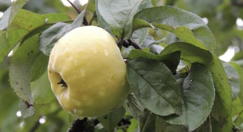 Яблоня Семеренко в сибири. Описание сорта яблони Семеренко