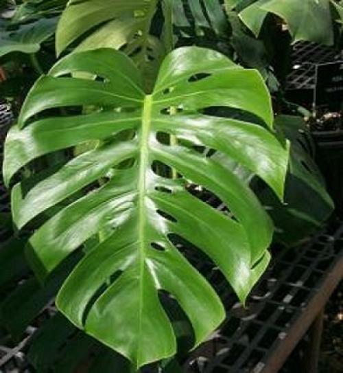 Вазон монстера. Догляд за вазоном монстера