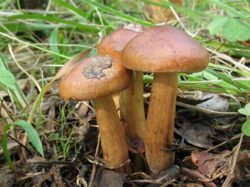 Грибы растущие в тополиных посадках. Где растут подтопольники? А также где и когда собирать эти грибы… 09