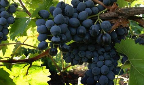 Какие сорта винограда растут в молдове. Описание сорта винограда Молдова