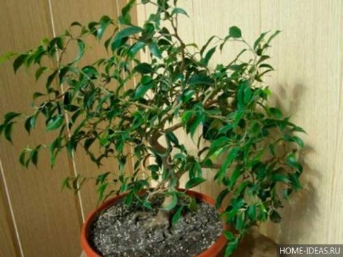 Паспорт комнатного растения фикус. Паспорт комнатных растений в детском саду 36