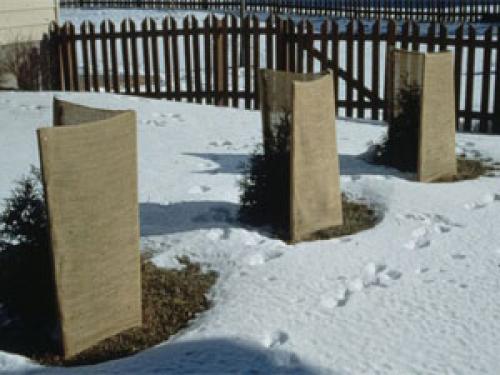 Чем лучше утеплить саженцы на зиму. Утепление ствола молодого саженца