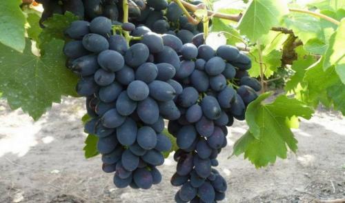 Какие сорта винограда растут в молдове. Описание сорта винограда Молдова
