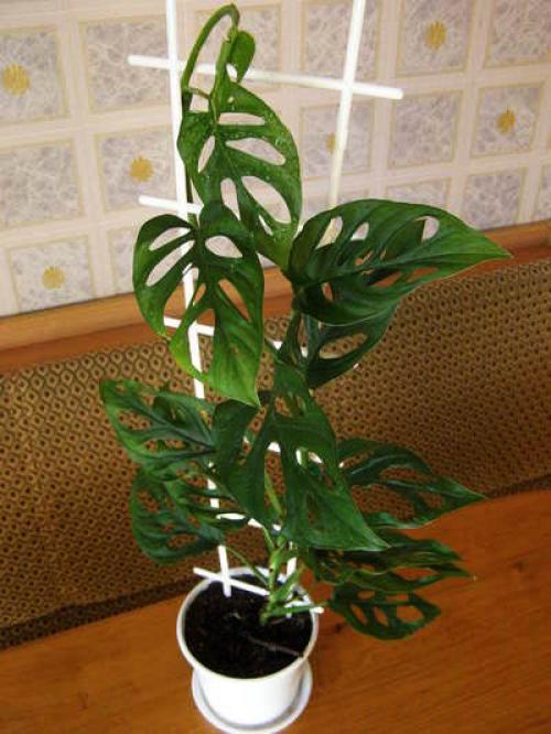 Можно ли в спальне держать монстеру. Можно ли держать дома монстеру 06