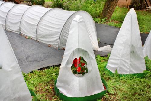 При какой температуре укрывать розы в сибири. Когда и как укрывать розы на зиму в Сибири