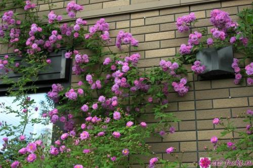 Пересадка розы плетистой осенью. Пересадка плетистой розы осенью