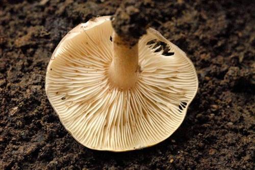 Грибы растущие в тополиных посадках. Где растут подтопольники? А также где и когда собирать эти грибы… 08
