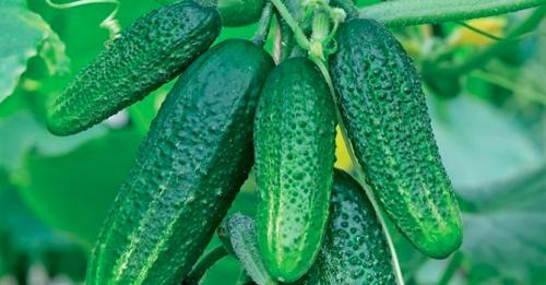 Хранение огурцов на складе. Какие огурцы не подходят для долгого хранения