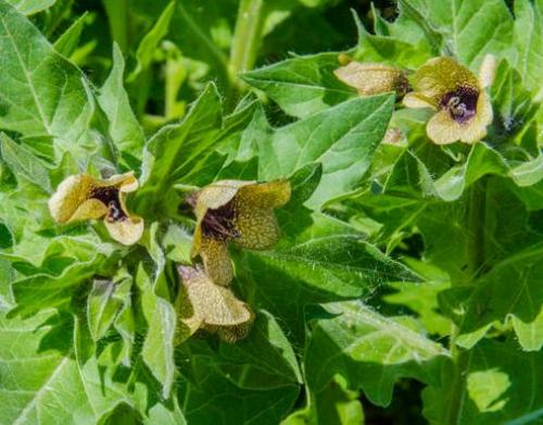 Луговые ядовитые грибы. Рейтинг ядовитых грибов России. Грибникам на заметку 17