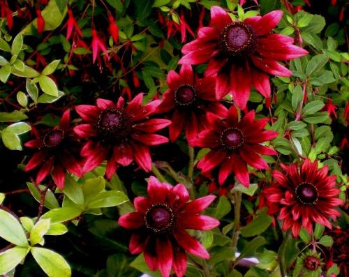 Рудбекия волосистая Rudbeckia hirta