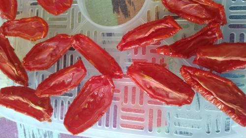 Вяленые помидоры в сушилке. Где сушить помидоры?