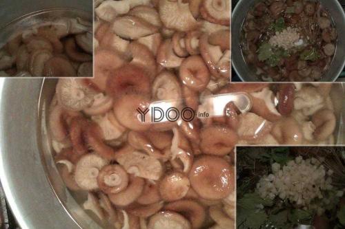 Как засолить волжанки горячим способом. Засолка волнушек горячим способом 11