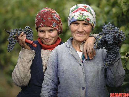 Виноград тысячник Молдавии. Отличные сорта винограда из Молдавии