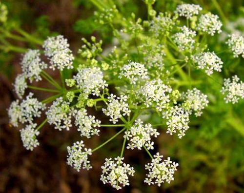 Луговые ядовитые грибы. Рейтинг ядовитых грибов России. Грибникам на заметку 20