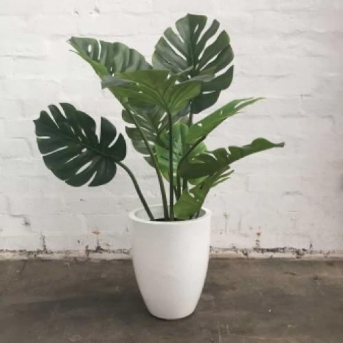 Можно ли в спальне держать монстеру. Можно ли держать дома монстеру 15