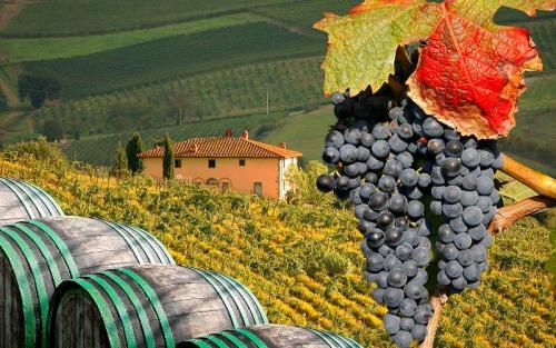 Сорта винограда для вина. ТОП-10 лучших в мире сортов винограда для виноделия.