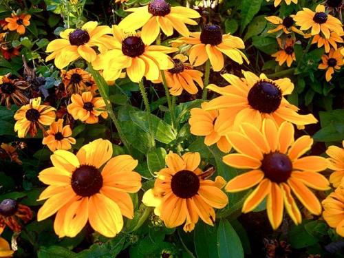 Рудбекия волосистая Rudbeckia hirta