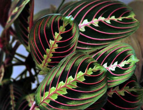 Маранта в спальне. Молящийся цветок маранта — описание, микроклимат, фото, видеогалерея,