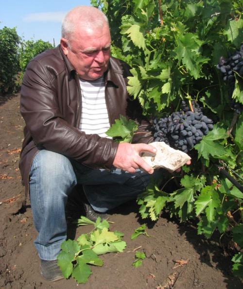 Посадка винограда в Самарской области. Северная лоза. Как в Самарской области выращивают виноград