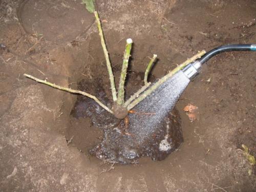 Весенняя пересадка роз. Как правильно пересадить розы на другое место