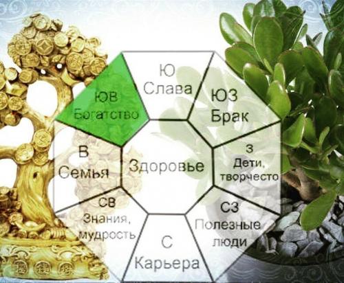 Пересадка денежного дерева по фен шуй. Как сажать денежное дерево по фен шуй и где поставить его дома