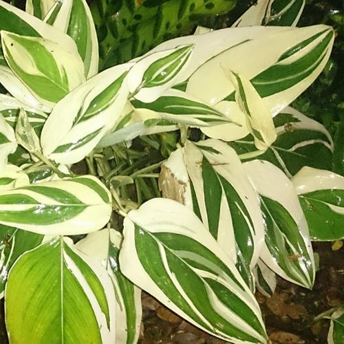 Маранта цветок ядовитый. Виды маранты