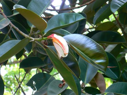 Паспорт комнатного растения фикус. Паспорт комнатных растений в детском саду 26