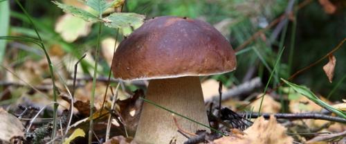 Как выглядит гриб серушка. Гладыш и серушка. Грибы, которые часто путают. Кто из них путик и путник, а кто подольшанка. 05