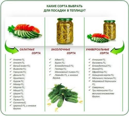 Как сохранить свежие огурцы в банке на зиму. Хрустит не только снег // Как сохранить свежие огурцы на зиму: 5 проверенных способов