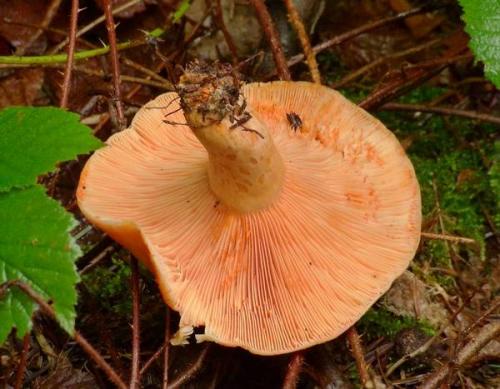 Гриб похожий на рыжик. Рыжик (гриб): фото и описание. Как выглядят рыжики? 03