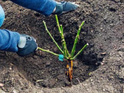 Как разделить куст розы. Как правильно разделить и пересадить куст розы?