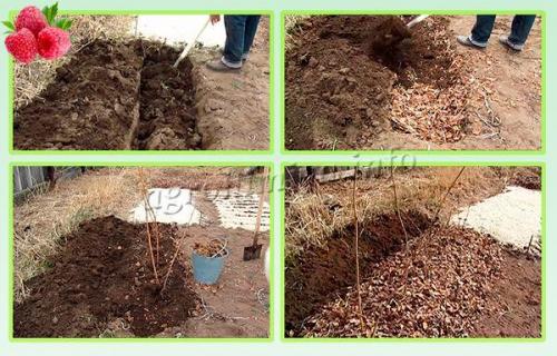 Посадка малины осенью. Какие методы посадки существуют?