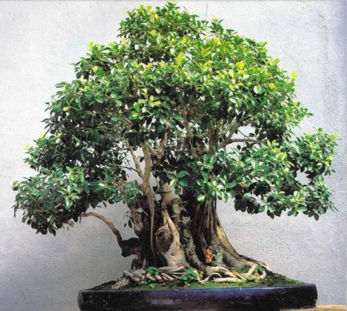 Паспорт комнатного растения фикус. Паспорт комнатных растений в детском саду 22