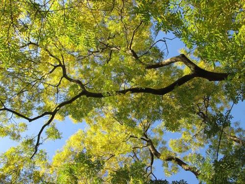 Японская акация. Софора японская - нектар чистый мёд!