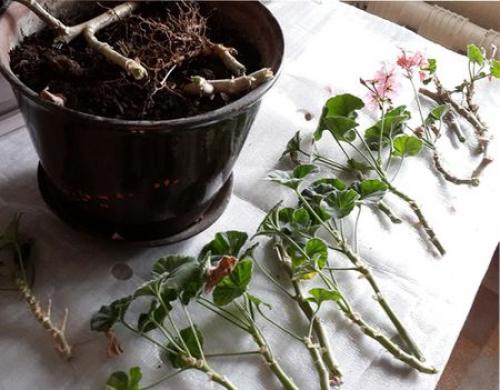 Как укоренить герань в воде. Навигация по записям