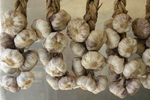 Как лучше сохранить чеснок на зиму в домашних условиях. Как хранить чеснок в квартире