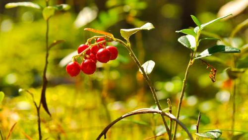 Клюквенный сок польза. Чем полезна клюква для организма человека