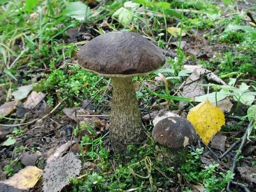 В какое время растут подберезовики. Подберезовик - описание, фото, свойства, виды, где растут