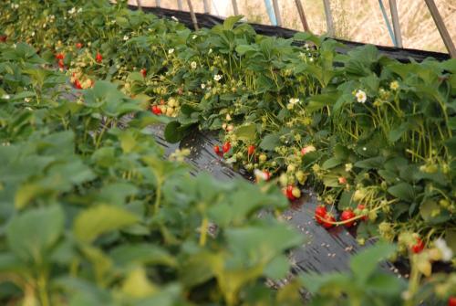 Клубника кама. Клубника «Кама»