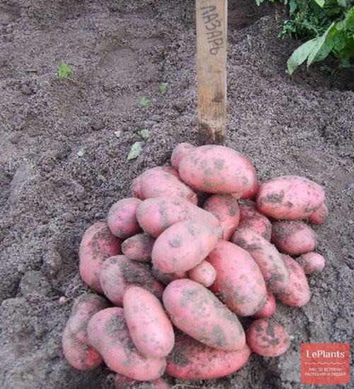 Картофель лазарь описание сорта. Лучшие сорта картофеля